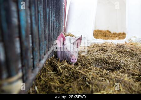 Schönes Schwein auf dem Heu in der großen Farm, Landwirtschaft Konzept Stockfoto