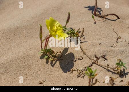 Gelbe Blume des Strandabends Primrose Nahaufnahme in den Sanddünen. Oenothera drummondii. Israel Stockfoto