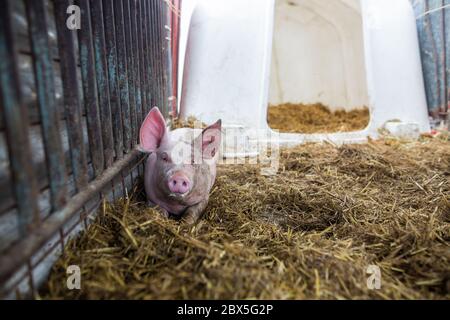 Schönes Schwein auf dem Heu in der großen Farm, Landwirtschaft Konzept Stockfoto