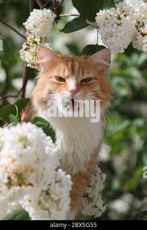 Schöne lebendige leuchtend orange Farbe Kätzchen spielen auf dem blühenden Busch des weißen Garten lila Blume Stockfoto