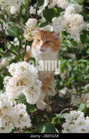 Schöne lebendige leuchtend orange Farbe Kätzchen spielen auf dem blühenden Busch des weißen Garten lila Blume Stockfoto