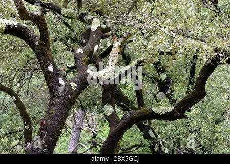 Alte Olivenbäume oder Olivenbäume, Olea europaea, mit Ästen bedeckt in Common Greenshield Lichen, Flavoparmelia caperata, Provence Frankreich Stockfoto