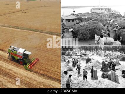 (200605) -- ZHENGZHOU, 5. Juni 2020 (Xinhua) -- Combo Foto zeigt Landmaschinen, die Weizen auf dem Feld im Dorf Anzhong der Stadt Xiaoyangying in der Stadt Dengzhou, in der Provinz Henan in Zentralchina (links, Luftaufnahme am 26. Mai 2020 von Feng Dapeng), Arbeiter der Lankao Dongbatou Fähre, die freiwillig Weizen für Menschen im Landkreis Lankao, Provinz Henan in Zentralchina (oben rechts, Datei, Foto veröffentlicht am 21. Juni 1986, aufgenommen von Wang Gangfa) und Bauern, die Weizen im Gaotang Bezirk in der Provinz Shandong in Ostchina ernten (unten rechts, Datei, Foto veröffentlicht am 13. Juli, 1981, Stockfoto