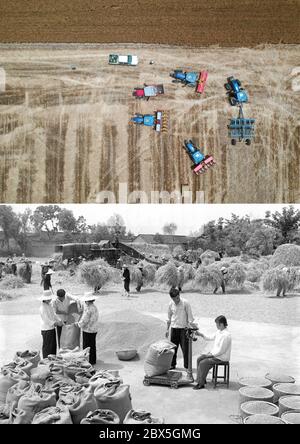 (200605) -- ZHENGZHOU, 5. Juni 2020 (Xinhua) -- Combo Foto zeigt verschiedene landwirtschaftliche Maschinen, die sich auf dem Feld im Dorf Anzhong der Stadt Xiaoyangying in der Stadt Dengzhou, in der Provinz Henan in Zentralchina (oben, Luftaufnahme am 26. Mai 2020 von Feng Dapeng), Und Bauern, die Weizen im Landkreis Guangji in der Provinz Hubei in Zentralchina dreschen (unten, Datei Foto veröffentlicht am 15. Juni 1977 von Xinhua). Seit der Gründung der Volksrepublik China wurde das Niveau der landwirtschaftlichen Mechanisierung in China kontinuierlich verbessert und die Getreideproduktion stetig gesteigert. Die aktuelle und Datei pi Stockfoto