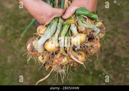 Senior Mann hält frische Zwiebeln in der Hand nach der Ernte aus seinem riesigen Garten, Gartenbau Konzept Stockfoto