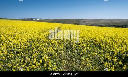 Ein Panoramablick auf das intensive Gelb des Wilden Senfs Sinapsis avensis, der auf einem Feld des Acker Fields Project auf West Pinyre in Newquay in wächst Stockfoto