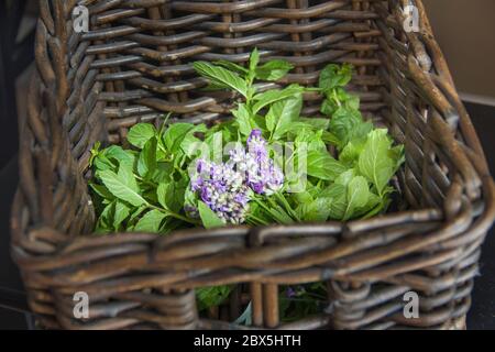 Duftende Gartenkräuter in einem Weidenkorb, Minze, Zitronenmelisse, Lavendel, Oregano, Basilikum, Thymian, Rosmarin Stockfoto