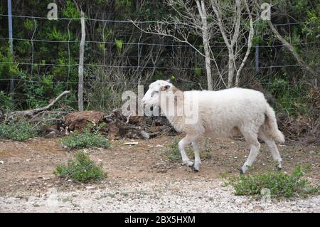 Kroatische Baby Schafe laufen auf dem Gras. Niedliche junge Schafe. Lamm, neugierig. Stockfoto