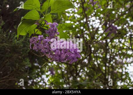 syringa vulgaris, Flieder, gemeiner Flieder, blühende Pflanze in der Familie der olivenbäume oleaceae im Garten Stockfoto