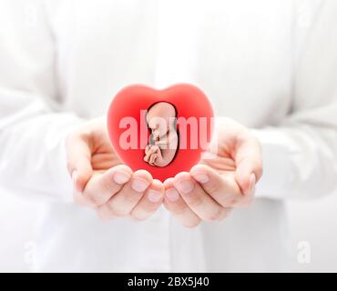 Menschlicher Embryo im roten Herzen an den Händen Stockfoto