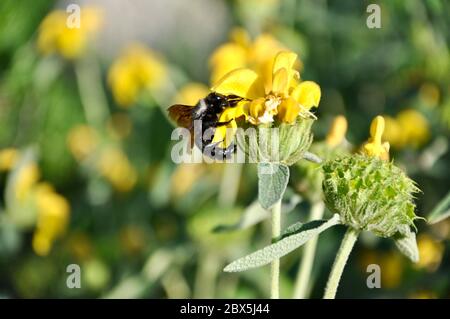 Die Valley Carpenter Bee. Die schwarze Zimmermannbiene bestäubt gelbe Blume. Eine Schreinerbiene (Xylocopa sonorina), die sich auf dem Crikvenica-Feld auflockend ausschmiss Stockfoto