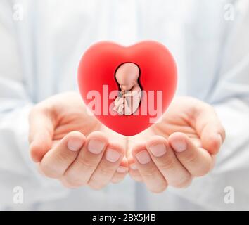 Menschlicher Embryo im roten Herzen an den Händen Stockfoto