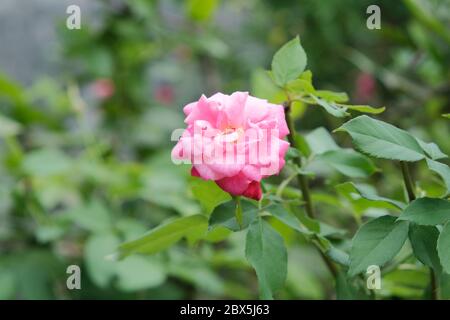 Die Schönheit der Rosen, die wild wachsen natürlich im Garten Stockfoto