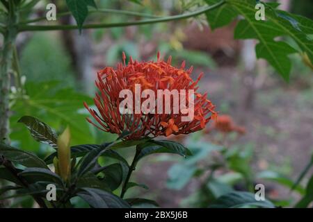 Ixora ist eine Gattung von blühenden Pflanzen aus der Familie Rubiaceae. Stockfoto