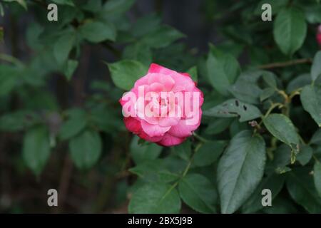 Die Schönheit der Rosen, die wild wachsen natürlich im Garten Stockfoto