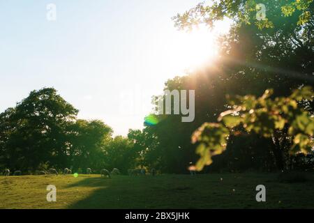 Schafe grasen auf einem Feld an einem Sommerabend. Herefordshire, Großbritannien. Stockfoto