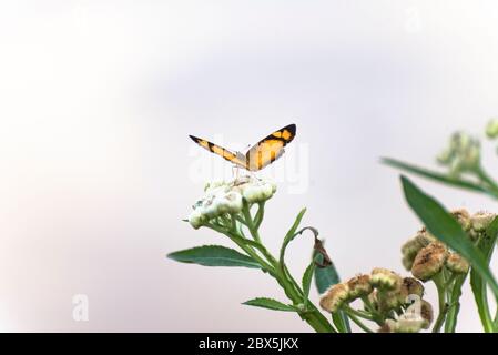 Ein gelber Schmetterling auf einer Blume Stockfoto