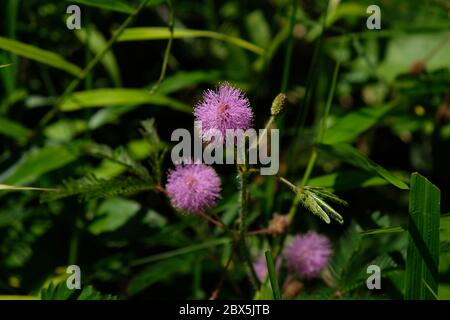 Mimosa pudica ist ein kurzer Busch eines Mitglieds eines Leguminosen-Stammes, dessen Blätter sich bei Berührung schnell schließen/verwelken können. Stockfoto