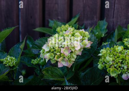 Hortensien kommen in Blüte. Stockfoto