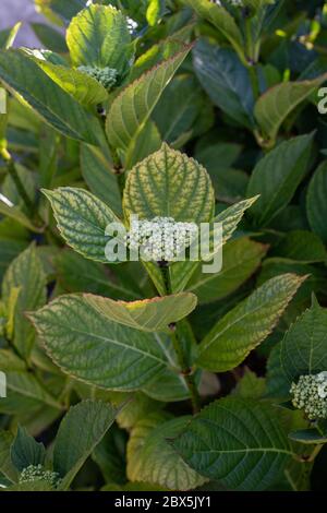 Grüne Blütenknospen der Hortensia auf dunkelgrünen Blättern Stockfoto