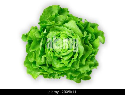 Oben Aufnahme von frischen Bio-Garten Salat isoliert auf weißem Hintergrund Stockfoto