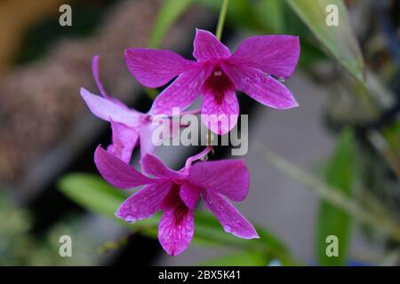 Schöne rosa Orchideenblumen Nahaufnahme. dendrobium Orchidee. Rosa und weiße Orchidee isoliert auf grünem Hintergrund. Orchideenblüte im Garten. Stockfoto