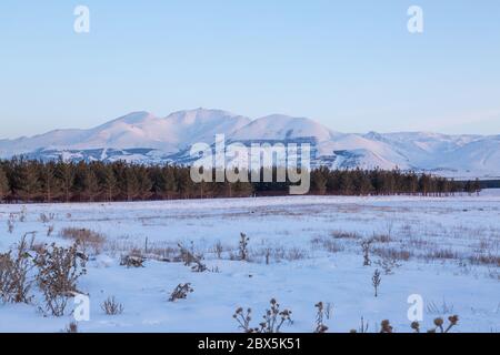 Palandoken Berge im Winter mit Pinien in Erzurum, Türkei Stockfoto