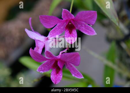 Schöne rosa Orchideenblumen Nahaufnahme. dendrobium Orchidee. Rosa und weiße Orchidee isoliert auf grünem Hintergrund. Orchideenblüte im Garten. Stockfoto