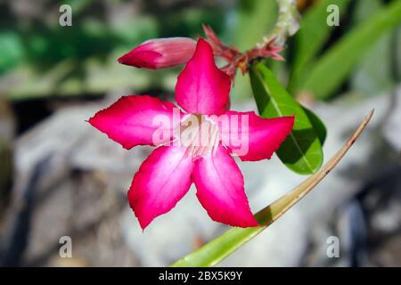 Adenium obesum ist eine blühende Pflanze aus der Familie der Dogbane, Apocynaceae, die in der Sahelzone südlich der Sahara beheimatet ist Stockfoto