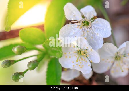 Die Wassertropfen auf die Blumen und die Knospen des Astes des Apfelbaums Stockfoto