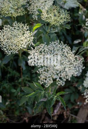 Sambucus Nigra - Emerging Holunderblüten. Stockfoto