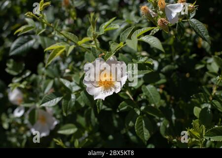 Sonnenlicht auf Hunderose Blume Stockfoto