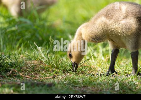 Neugeborenes Baby Canada Goose Gosling, Branta canadensis Fütterung am Flussufer in Großbritannien Stockfoto