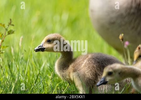 Neugeborenes Baby Canada Goose Gosling, Branta canadensis Fütterung am Flussufer in Großbritannien Stockfoto