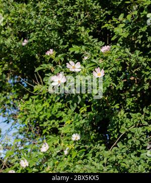 Hunderose in Heckenhöhe. Stockfoto