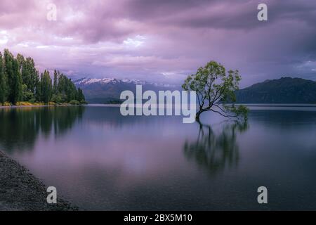 Dieser Wanaka Baum Bei Sonnenaufgang, Wanaka, Neuseeland Stockfoto