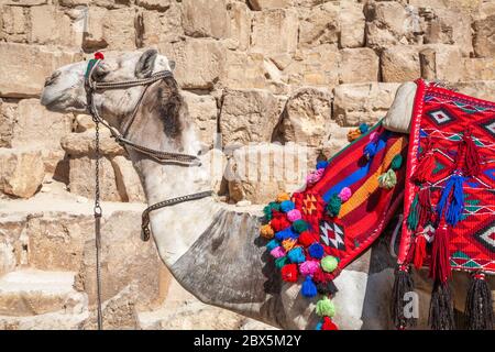 Ein Kamel in der Nähe der großen Pyramide von Gizeh Stockfoto