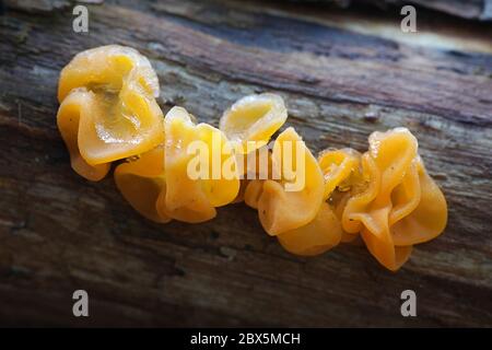 Dacrymyces chrysospermus, bekannt als Orangenquellpilz, Wildpilz aus Finnland Stockfoto