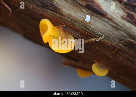 Dacrymyces chrysospermus, bekannt als Orangenquellpilz, Wildpilz aus Finnland Stockfoto