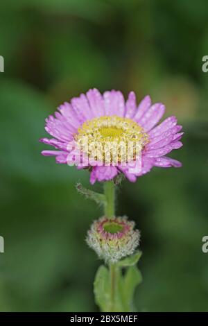 Erigeron glücus 'Sea Breeze' mit Wassertröpfchen Stockfoto