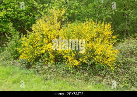 Gorse Bush,Chawton Park Woods, Medstead, Alton, Hampshire, England, Vereinigtes Königreich. Stockfoto