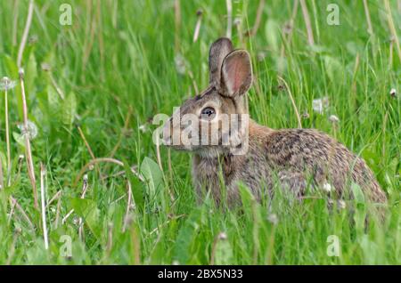 Junge Ostseebottich (Sylvilagus floridanus) im Gras Stockfoto