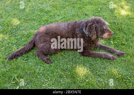 Brauner Labradoodle Hund , Medstead, Alton, Hampshire, England, Vereinigtes Königreich. Stockfoto