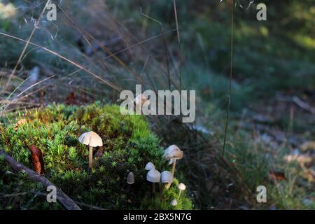 Kleine Pilze wachsen auf Moos im Wald. Stockfoto