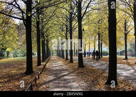Promenade Münster an einem sonnigen Herbsttag mit goldenen Blättern und Radfahrern drivinb vorbei. Stockfoto