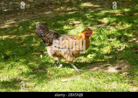 Bantam hen, Medstead, Alton, Hampshire, England, Vereinigtes Königreich. Stockfoto