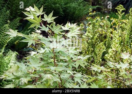 Acer palmatum 'Wilsons Pink Dwarf' im Garten Stockfoto