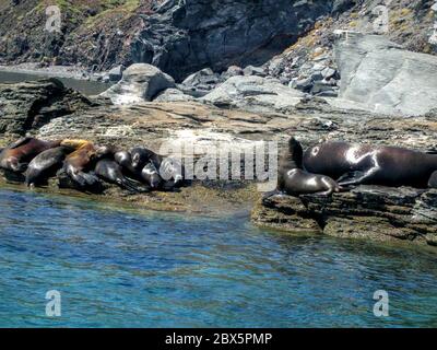 Loreto Seelöwen, Baja California, Mexiko. Eine Gruppe von Seelöwen, die auf den Felsen ruhen, die die Coronado Insel in der Loreto Bucht umgeben. Stockfoto