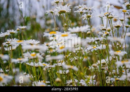 Nahaufnahme einer Gruppe von Ochsenaugen Stockfoto