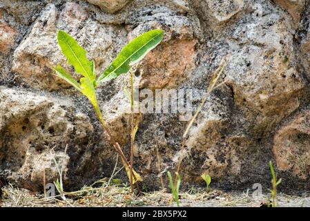 Widerstandsfähige Pflanze wächst zwischen den Rissen im Asphalt, Konzept Stockfoto